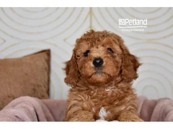 Miniature Goldendoodle 2nd Gen Dog Female Red 5779 Petland Independence, Missouri