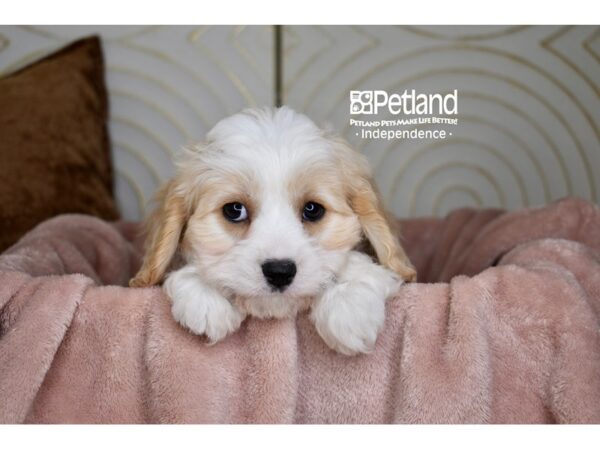 Cavachon-Dog-Female-Blenheim & White-5789-Petland Independence & Lee's Summit, MO