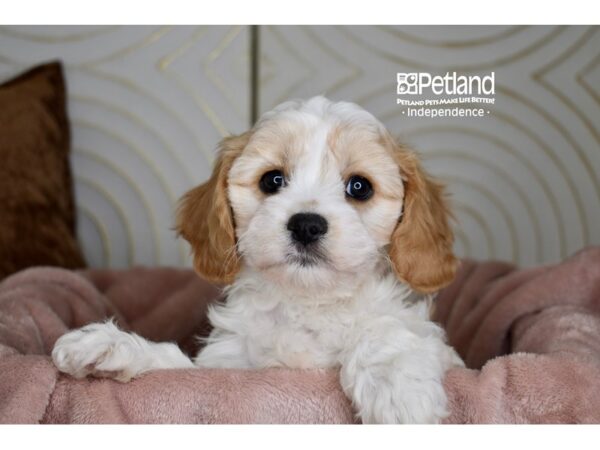 Cavachon-Dog-Female-Blenheim & White-5790-Petland Independence, Missouri