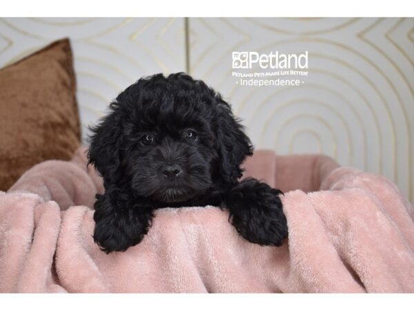 Poodle Dog Male Black 5775 Petland Independence, Missouri