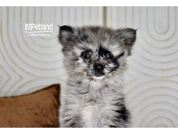 Pomsky 2nd Gen-Dog-Female-Merle-5783-Petland Independence & Lee's Summit, MO