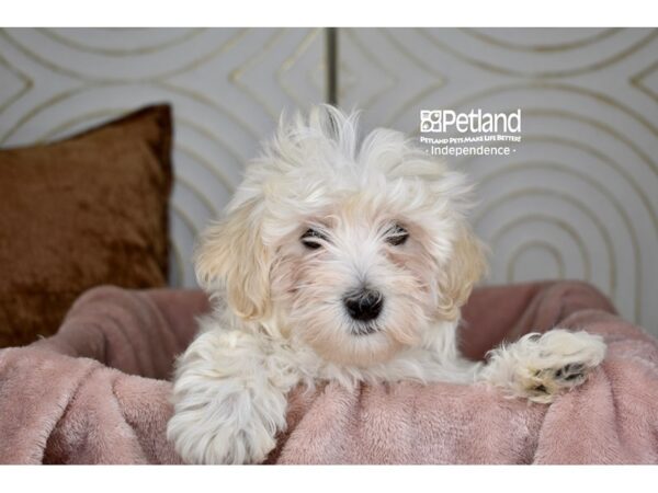 Maltipoo Dog Male White 5778 Petland Independence, Missouri