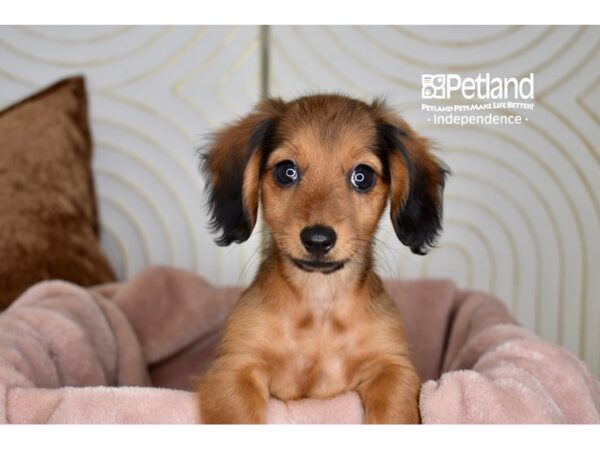 Dachshund Dog Female Wild Boar, Long Haired 5793 Petland Independence, Missouri