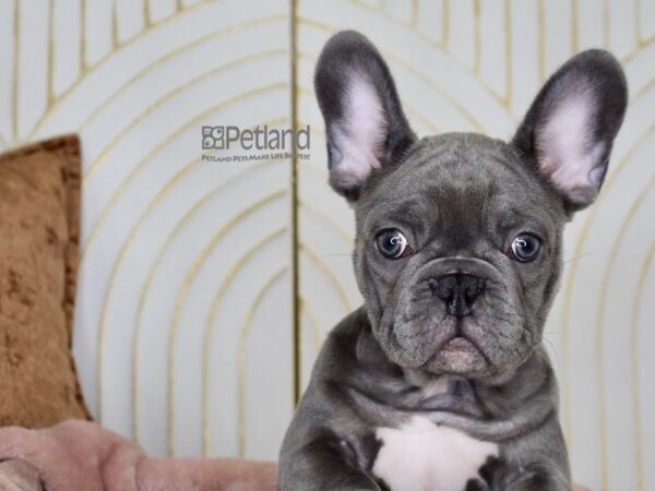 French Bulldog-Dog-Male-Blue & Tan-892-Petland Independence & Lee's Summit, MO