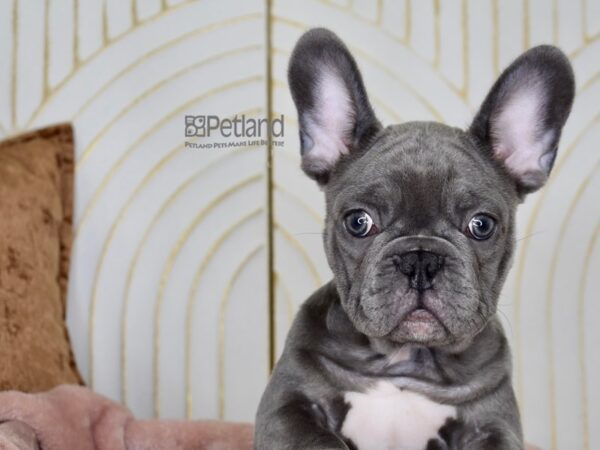 French Bulldog Dog Male Blue & Tan 892 Petland Independence, Missouri