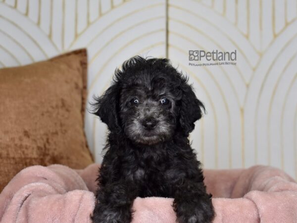 Poodle Dog Female Black 890 Petland Independence, Missouri