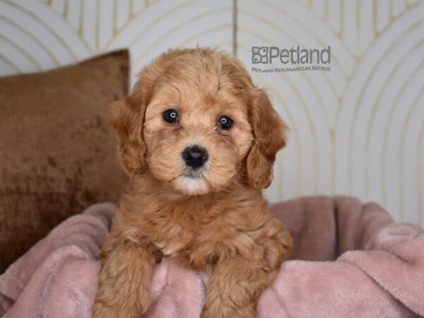 Miniature Goldendoodle 2nd Gen Dog Female Red 889 Petland Independence, Missouri