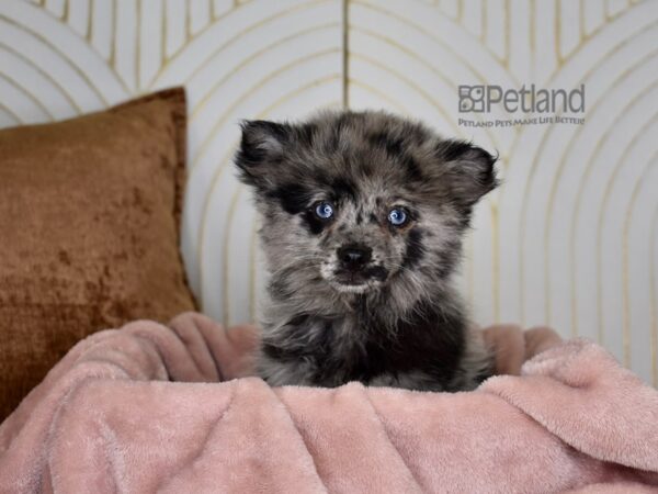 Pomsky 2nd Gen Dog Female Merle 886 Petland Independence, Missouri