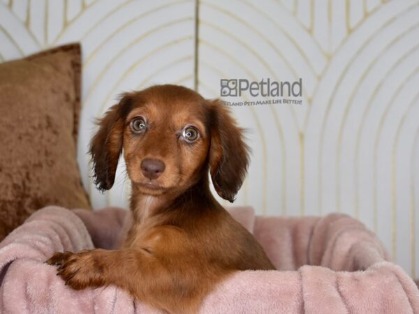 Dachshund Dog Female Red, Long Haired 881 Petland Independence, Missouri