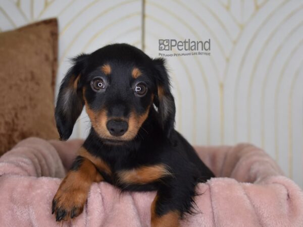 Dachshund Dog Female Black & Tan, Long Haired 882 Petland Independence, Missouri