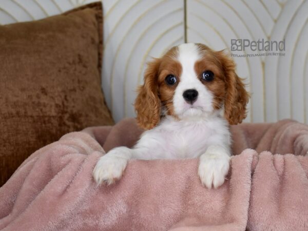 Cavalier King Charles Spaniel Dog Male Blenheim 897 Petland Independence, Missouri