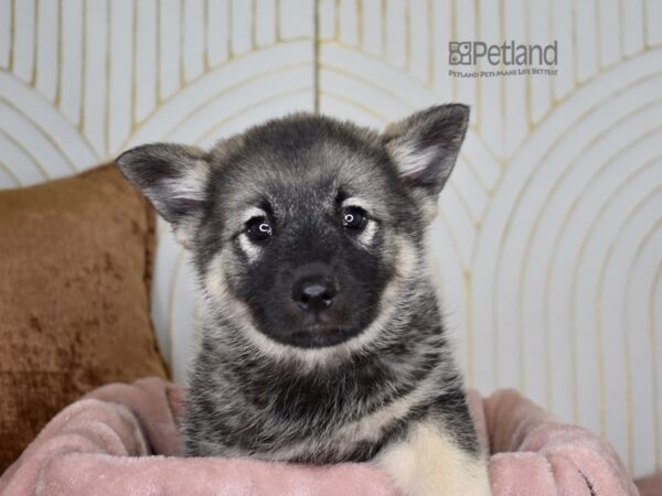 Norwegian Elkhound Dog Female Black & Silver 887 Petland Independence, Missouri