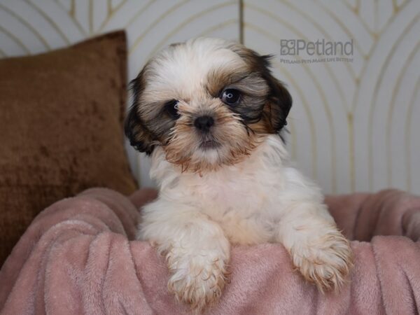 Shih Tzu-Dog-Female-Gold & White-877-Petland Independence & Lee's Summit, MO