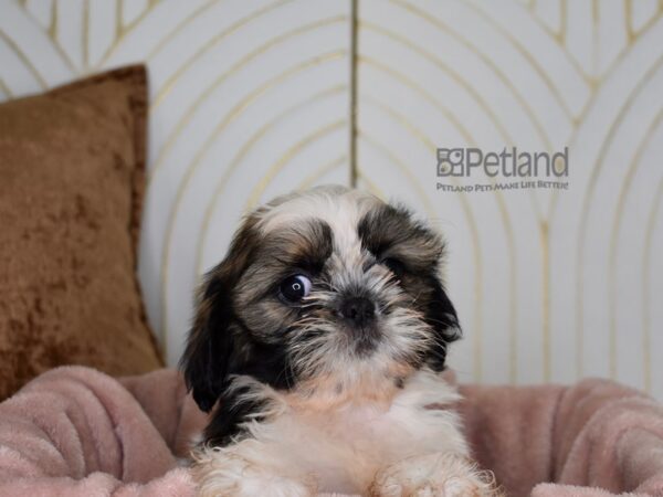 Shih Tzu Dog Female Gold, White, & Black 878 Petland Independence, Missouri