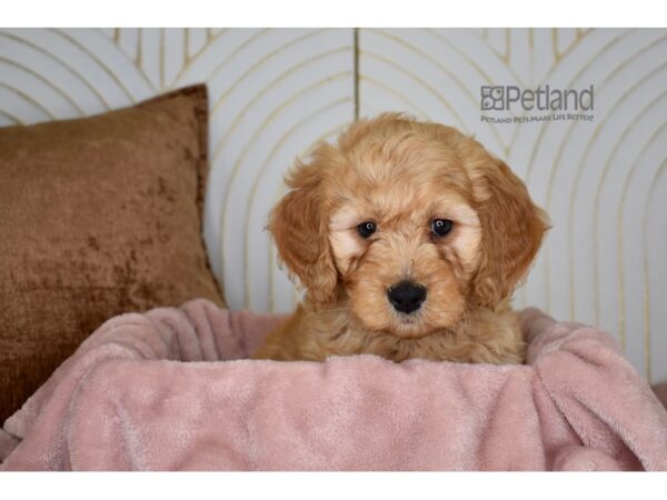 Miniature Goldendoodle 2nd Gen Dog Male Golden 888 Petland Independence, Missouri