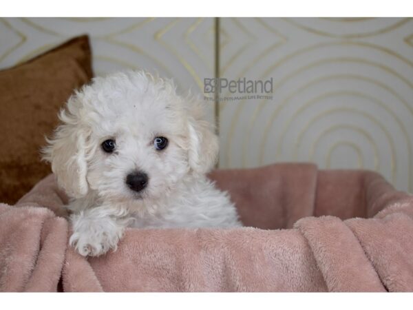 Bichon Poo Dog Male Cream 896 Petland Independence, Missouri