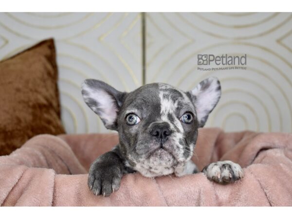 French Bulldog Dog Female Merle 894 Petland Independence, Missouri