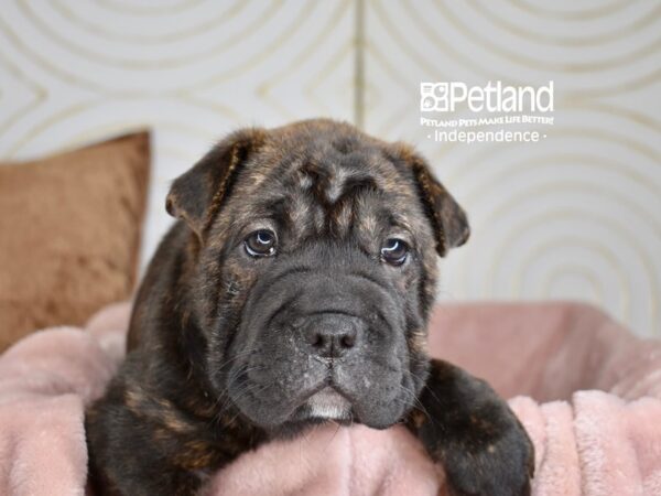 French Pei Dog Female Brindle 5796 Petland Independence, Missouri