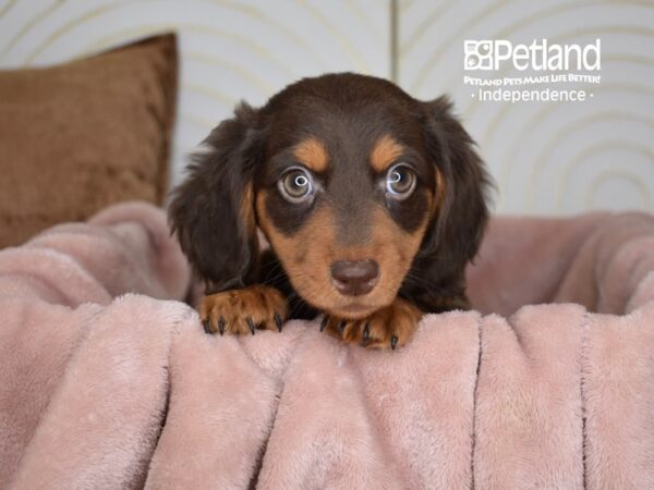 Dachshund Dog Male Chocolate & Tan, Long Haired 5800 Petland Independence, Missouri