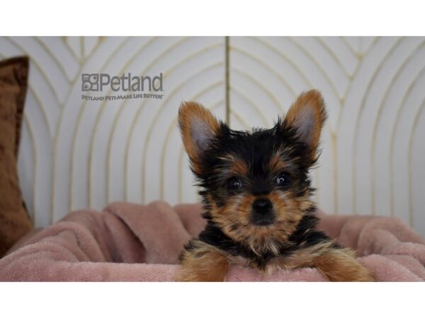 Yorkshire Terrier Dog Male Black & Tan 899 Petland Independence, Missouri