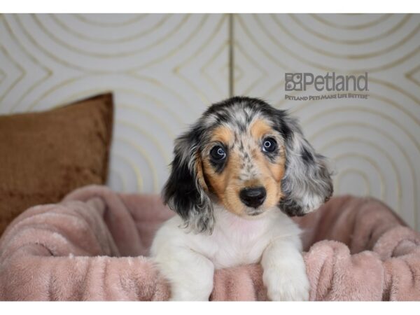 Dachshund-Dog-Female-Dapple Piebald-902-Petland Independence, Missouri