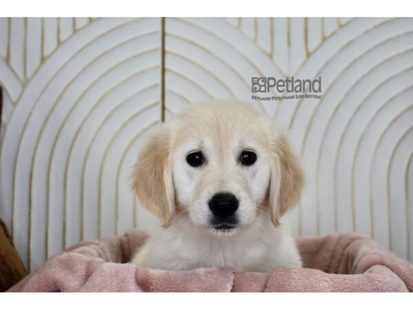 Golden Retriever-Dog-Female-Golden-909-Petland Independence & Lee's Summit, MO