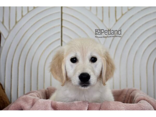 Golden Retriever Dog Female Golden 909 Petland Independence, Missouri