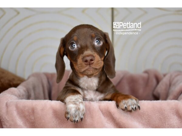 Dachshund Dog Male Chocolate & Tan 5806 Petland Independence, Missouri