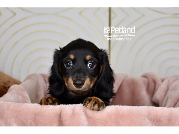 Dachshund Dog Female Black & Tan, Long Haired 5805 Petland Independence, Missouri