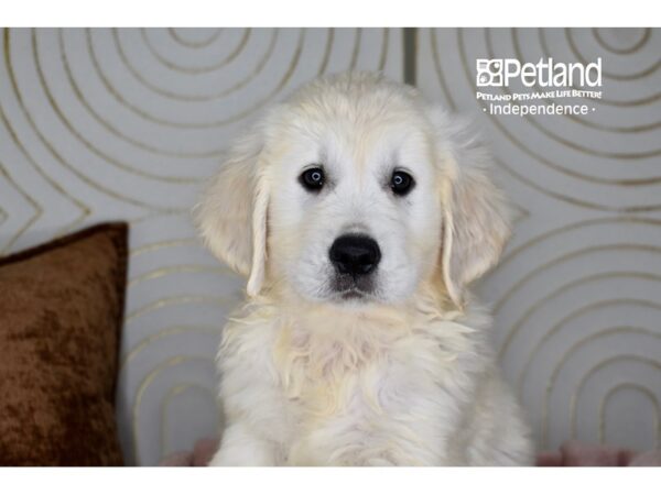 Golden Retriever Dog Male Golden 5804 Petland Independence, Missouri