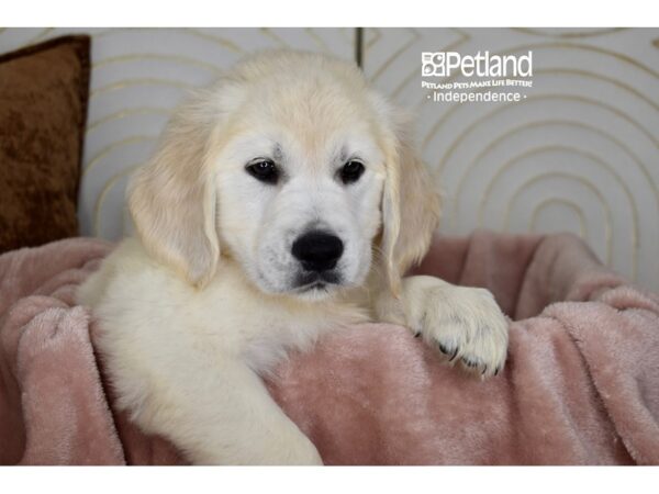 Golden Retriever Dog Female Golden 5802 Petland Independence, Missouri