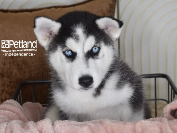 Siberian Husky Dog Female Black & White 5816 Petland Independence, Missouri