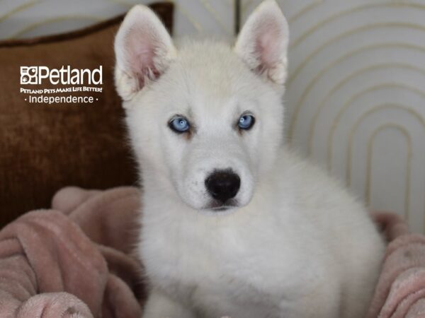 Siberian Husky-Dog-Male-White-5815-Petland Independence, Missouri