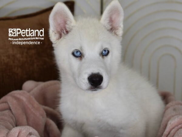 Siberian Husky Dog Male White 5815 Petland Independence, Missouri