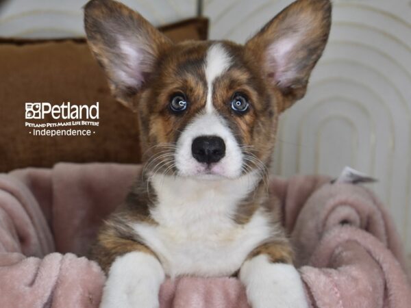 Cardigan Welsh Corgi-Dog-Male-Brindle & White-5823-Petland Independence & Lee's Summit, MO