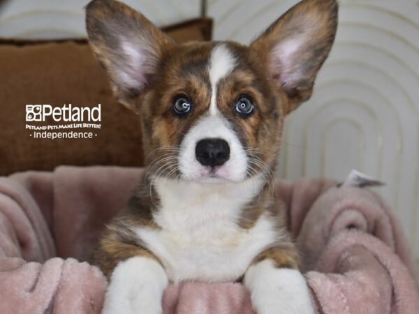 Cardigan Welsh Corgi Dog Male Brindle & White 5823 Petland Independence, Missouri