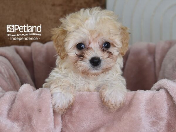 Maltipoo Dog Female Apricot 5822 Petland Independence, Missouri