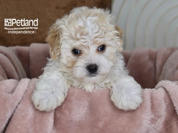 Havapoo-Dog-Male-Sable & White-5821-Petland Independence & Lee's Summit, MO