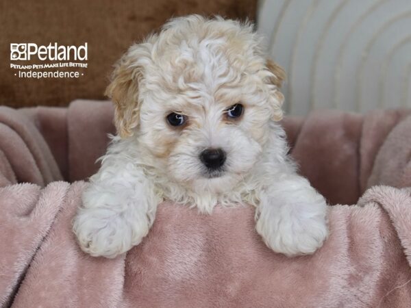 Havapoo Dog Male Sable & White 5821 Petland Independence, Missouri