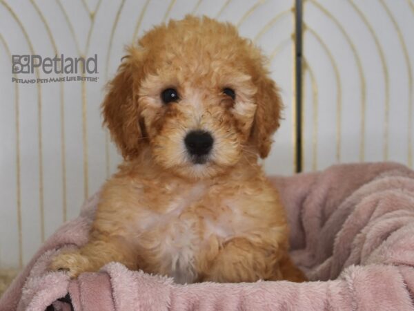 Miniature Goldendoodle 2nd Gen Dog Male Red 933 Petland Independence, Missouri