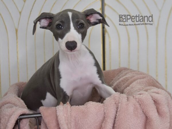Italian Greyhound-Dog-Female-Blue & White-914-Petland Independence & Lee's Summit, MO