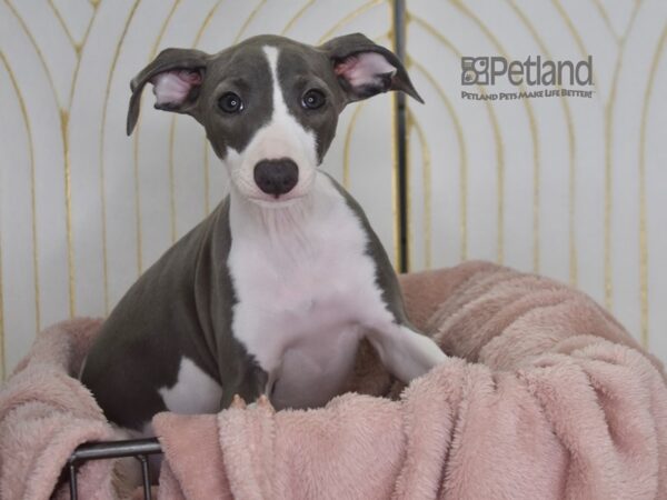 Italian Greyhound Dog Female Blue & White 914 Petland Independence, Missouri