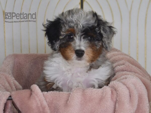 Miniature Bernedoodle 2nd Gen Dog Female Blue Merle 913 Petland Independence, Missouri