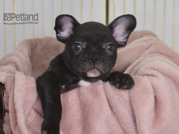 French Bulldog Dog Male 929 Petland Independence, Missouri