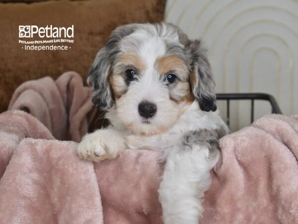 Miniature Bernedoodle 2nd Gen-Dog-Male-Blue Merle-5835-Petland Independence & Lee's Summit, MO