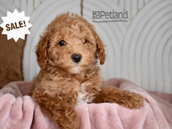 Miniature Poodle-Dog-Male-Apricot-833-Petland Independence, Missouri