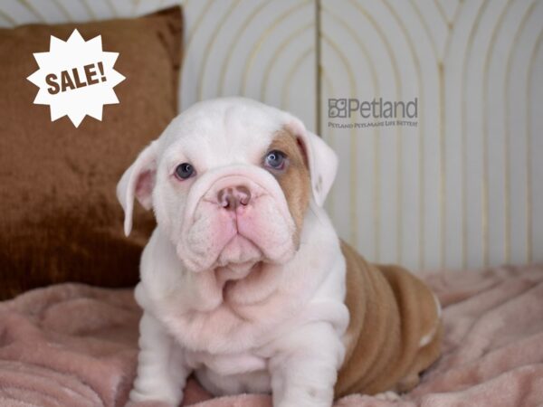 English Bulldog Dog Female Red Piebald 811 Petland Independence, Missouri