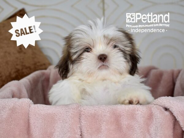 Shih Tzu-Dog-Male-Chocolate & White-5678-Petland Independence, Missouri