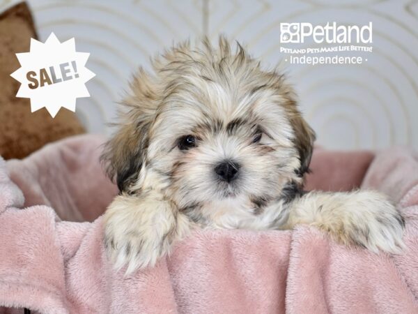 Shih Tzu Dog Male Sable 5679 Petland Independence, Missouri