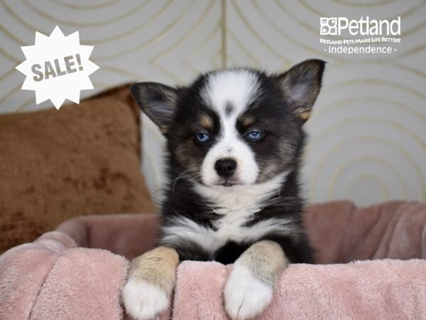 Pomsky 2nd Gen Dog Female Black & Tan White Markings 5705 Petland Independence, Missouri